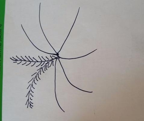 香蕉樹怎么畫 香蕉樹簡筆畫圖解