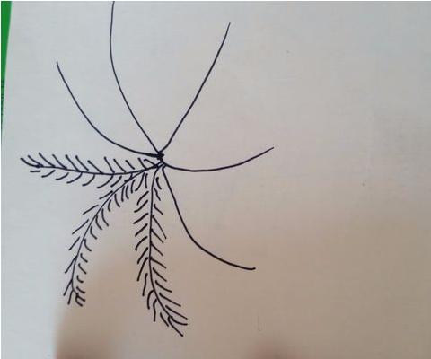 香蕉樹怎么畫 香蕉樹簡筆畫圖解