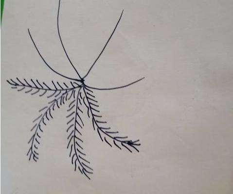 香蕉樹怎么畫 香蕉樹簡筆畫圖解