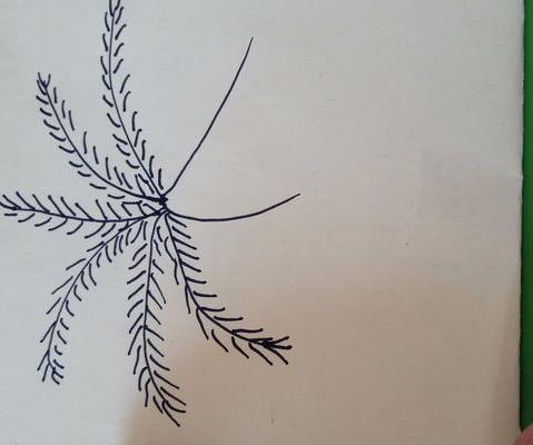 香蕉樹怎么畫 香蕉樹簡筆畫圖解