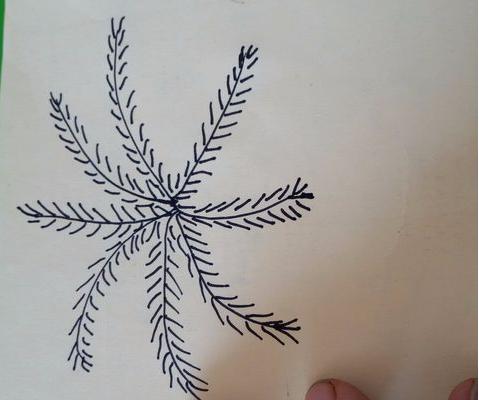 香蕉樹怎么畫 香蕉樹簡筆畫圖解