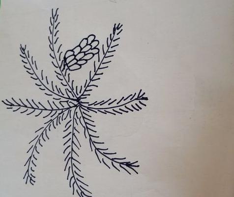 香蕉樹怎么畫 香蕉樹簡筆畫圖解