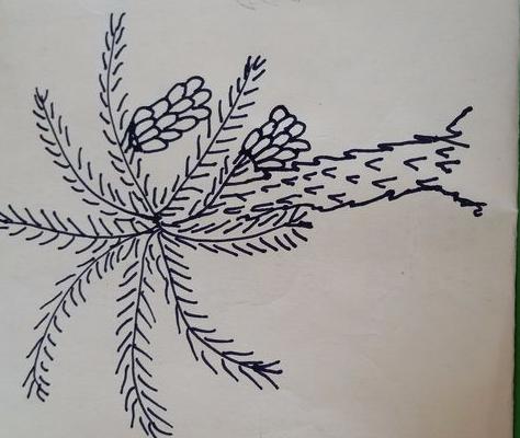 香蕉樹怎么畫 香蕉樹簡筆畫圖解