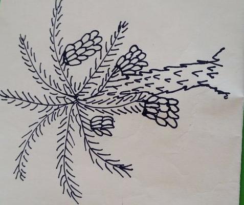 香蕉樹怎么畫 香蕉樹簡筆畫圖解