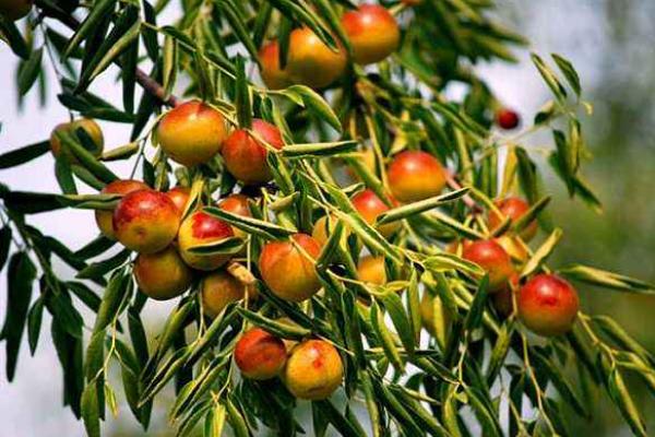 冬棗什么時(shí)候成熟(幾月) 冬棗是什么季節(jié)的水果