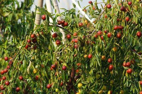 冬棗什么時(shí)候成熟(幾月) 冬棗是什么季節(jié)的水果