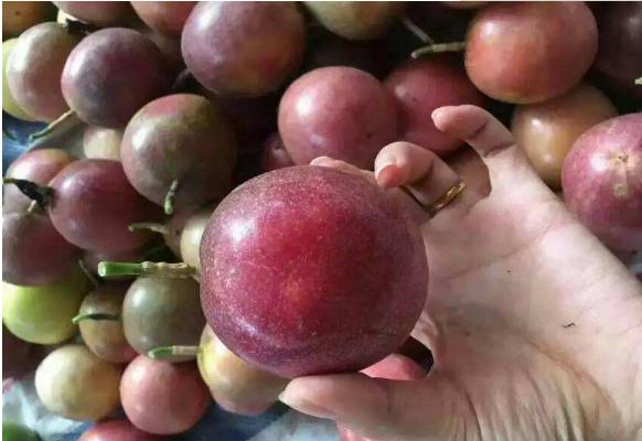 百香果怎么保存 百香果的長期保存方法