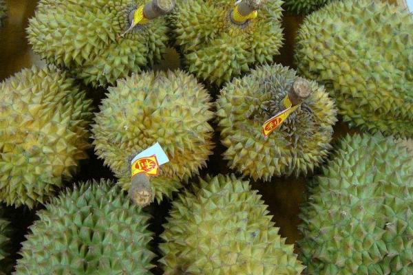 榴蓮幾月份最便宜 什么樣的榴蓮好