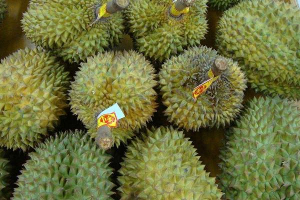 榴蓮產地在哪里 榴蓮是哪里產的