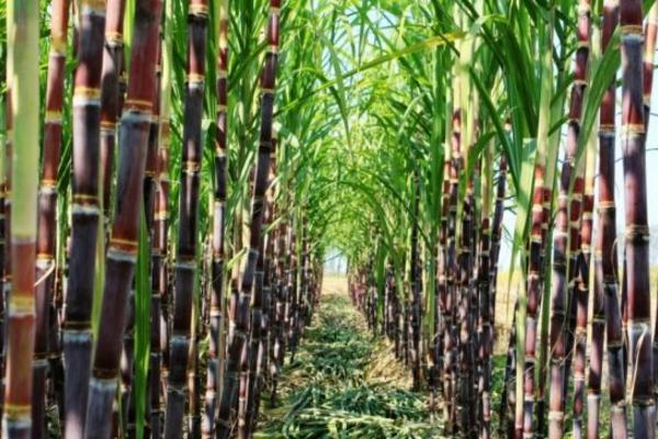 甘蔗什么時候上市 甘蔗一年四季都有嗎