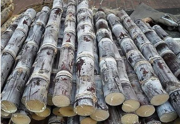 甘蔗什么時候上市 甘蔗一年四季都有嗎