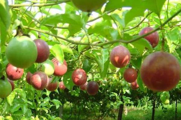 百香果什么時(shí)候成熟（幾月） 百香果什么季節(jié)上市