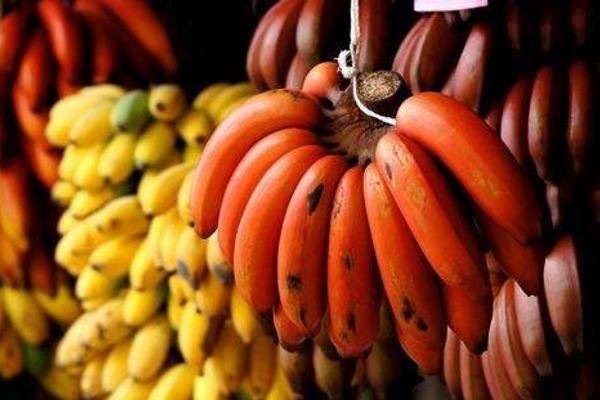 紅香蕉市場價格多少錢一斤 紅香蕉產地在哪里