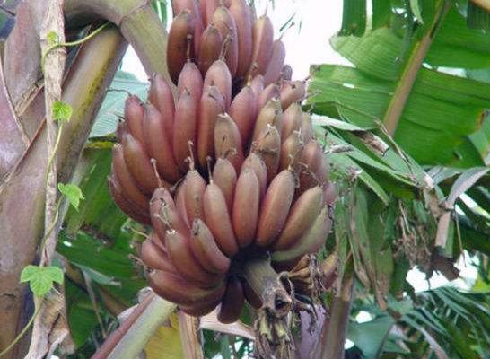 紅香蕉市場價格多少錢一斤 紅香蕉產地在哪里