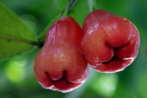 蓮霧怎么吃 蓮霧好吃嗎