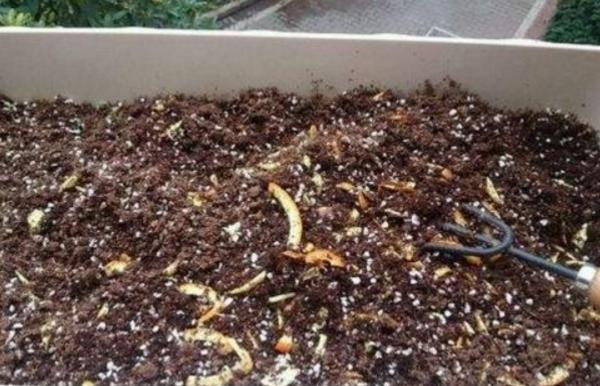 香蕉皮可以制肥料嗎 香蕉皮可以泡水澆花嗎