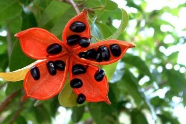 鳳眼果是什么季節(jié)的水果（幾月） 鳳眼果種多少年才結(jié)果