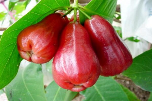 水果蓮霧是什么味道 蓮霧熱量是多少