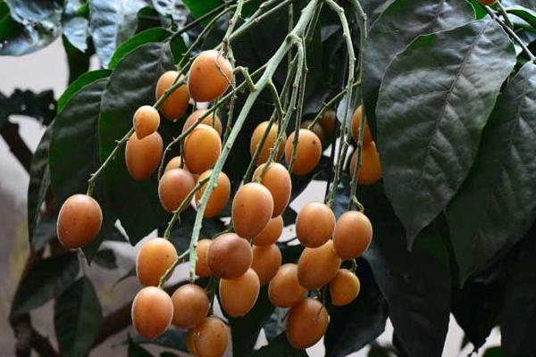 黃皮果的功效與作用及禁忌 黃皮果營養(yǎng)價值