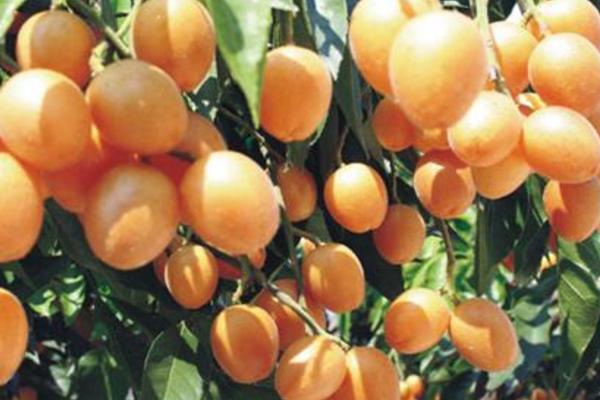 黃皮果的功效與作用及禁忌 黃皮果營養(yǎng)價值