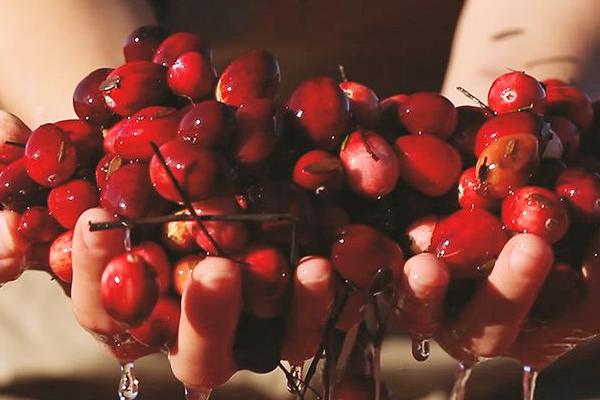 蔓越莓市場價格多少錢一斤 如何挑選蔓越莓