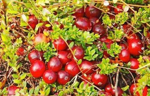 蔓越莓市場價格多少錢一斤 如何挑選蔓越莓