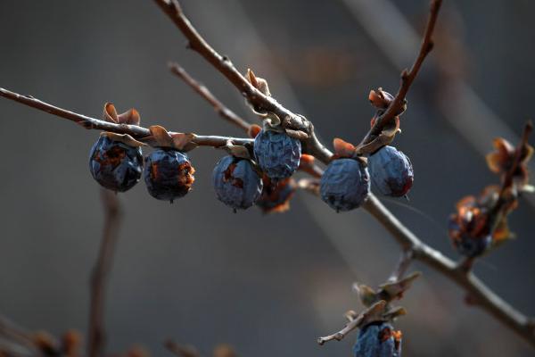 黑棗的功效與作用及禁忌 黑棗營養(yǎng)價值