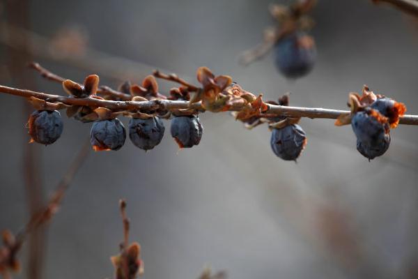 黑棗的功效與作用及禁忌 黑棗營養(yǎng)價值
