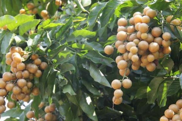 黃皮果幾月份成熟 黃皮果是什么季節(jié)的水果