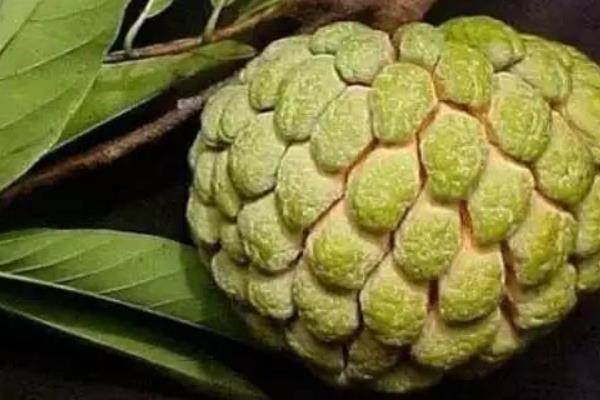 釋迦果怎么看熟沒熟 釋迦果硬的能吃嗎