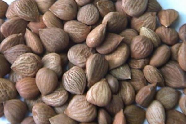 北杏仁功效與作用 北杏仁怎么吃