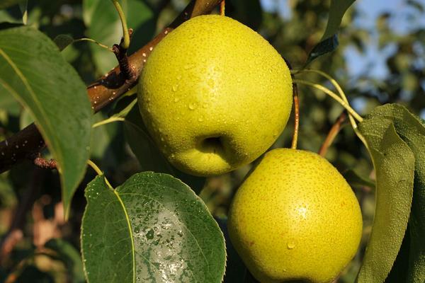 雪花梨功效與作用及禁忌 雪花梨營養(yǎng)價值