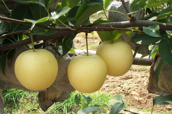 雪花梨功效與作用及禁忌 雪花梨營(yíng)養(yǎng)價(jià)值