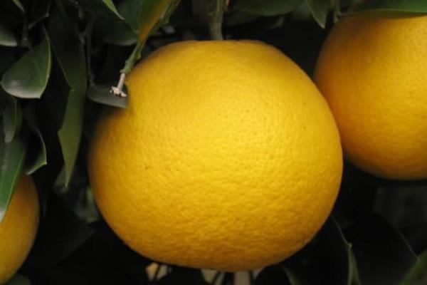 胡柚孕婦可以吃嗎 胡柚怎么剝