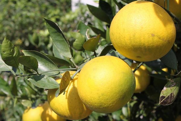 胡柚孕婦可以吃嗎 胡柚怎么剝