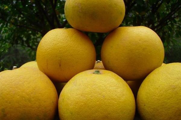 胡柚孕婦可以吃嗎 胡柚怎么剝