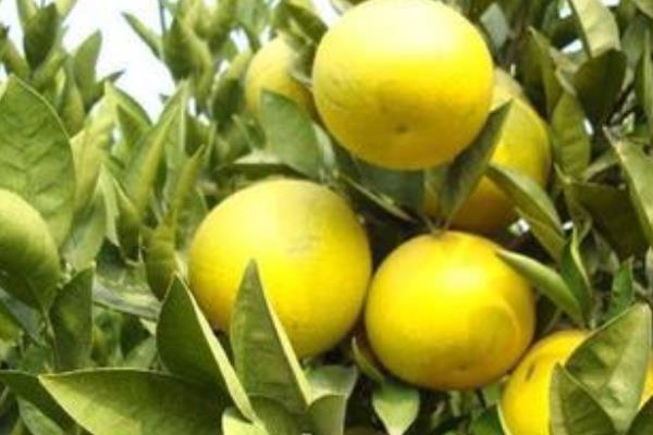 胡柚孕婦可以吃嗎 胡柚怎么剝