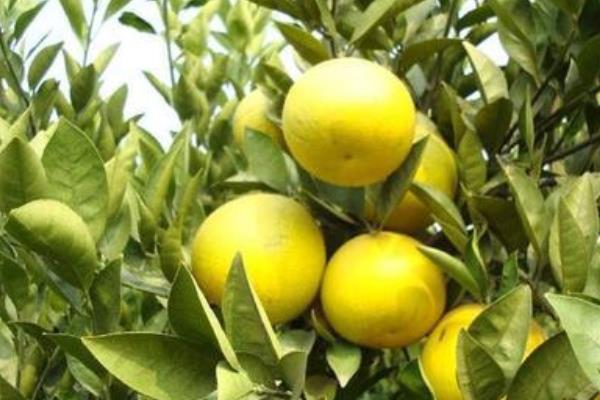 胡柚什么時候成熟（幾月） 胡柚是什么季節的水果