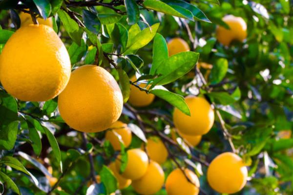 胡柚什么時候成熟(幾月) 胡柚是什么季節的水果