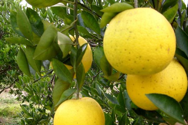 胡柚什么時候成熟(幾月) 胡柚是什么季節的水果