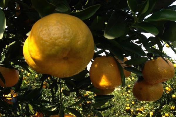 胡柚什么時候成熟(幾月) 胡柚是什么季節的水果