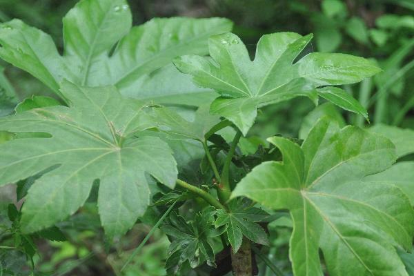 八角金盤市場價格多少錢一盆 八角金盤適合放在室內(nèi)嗎