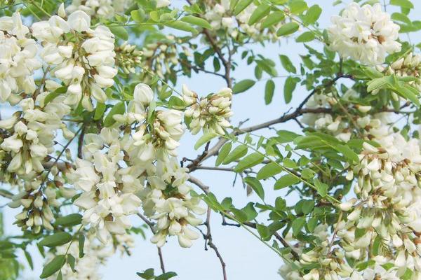 槐花什么時(shí)候開（幾月） 描寫槐花的詩句有哪些