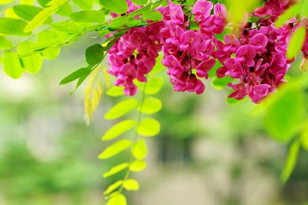 槐花餅的做法 槐花餅怎么做好吃