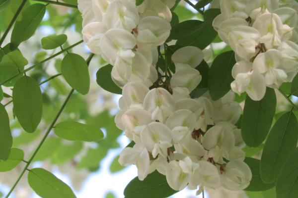 槐花餅的做法 槐花餅怎么做好吃