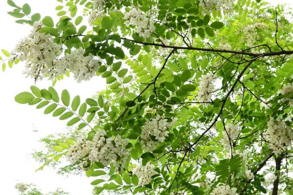 槐花餅的做法 槐花餅怎么做好吃