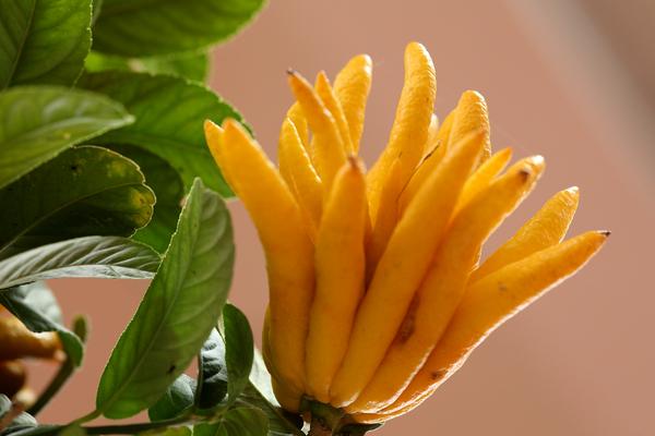 佛手和佛手柑的區(qū)別是什么 佛手柑的功效作用