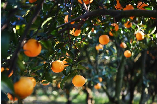 血橙怎么種 血橙種植技術與注意事項