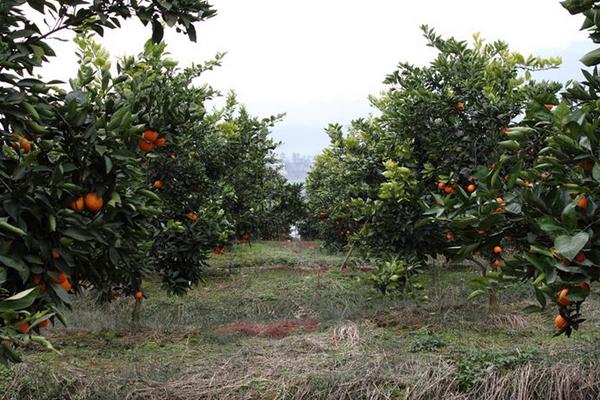 血橙怎么種 血橙種植技術與注意事項