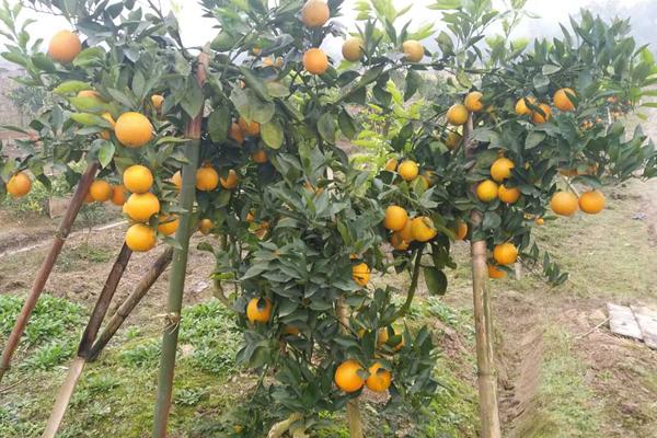 血橙怎么種 血橙種植技術與注意事項